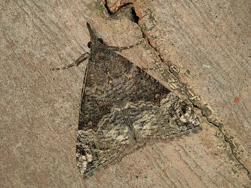 Erebidae: Hypena obsitalis? S